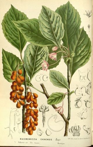 Schizandra chinensis (Schisandra chinensis)